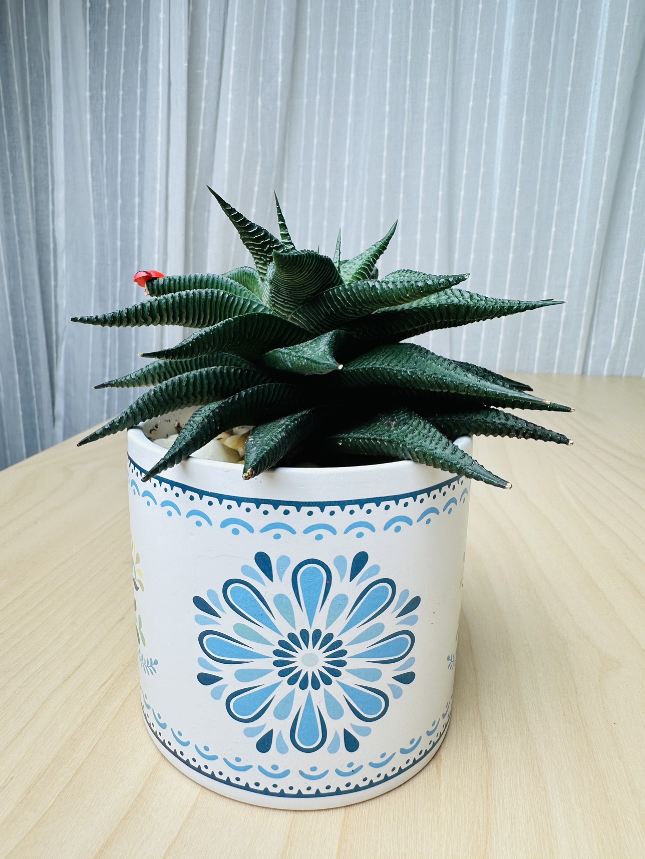 Succulent Plant image indicator(2)