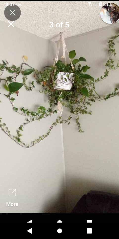 Hanging Plant - photo 2