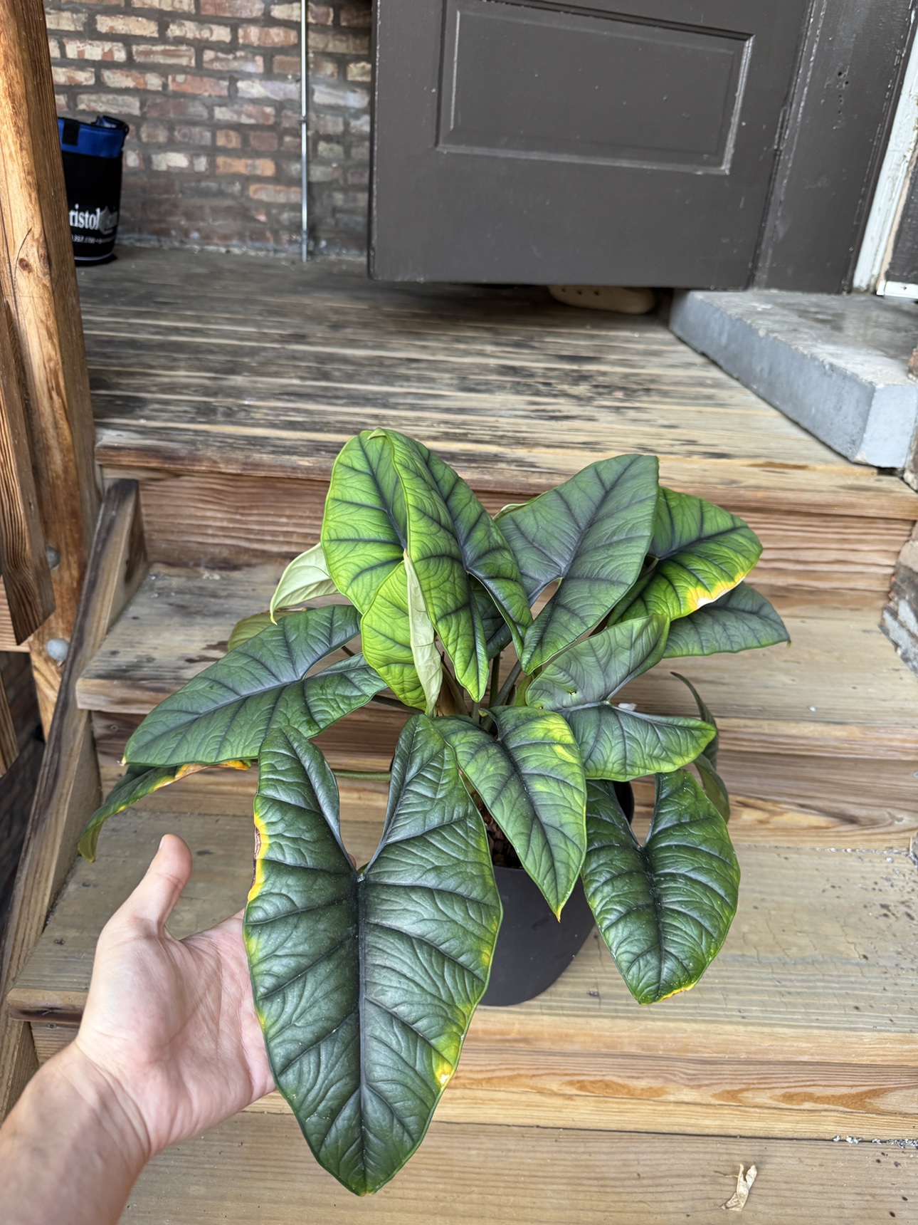 Large Jewel Alocasia - photo 4