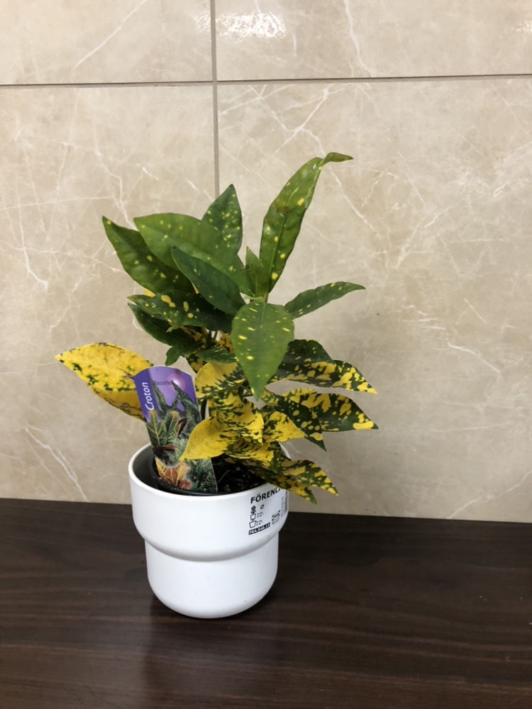 Croton  plant $5, add cover pot $8 each thumbnail