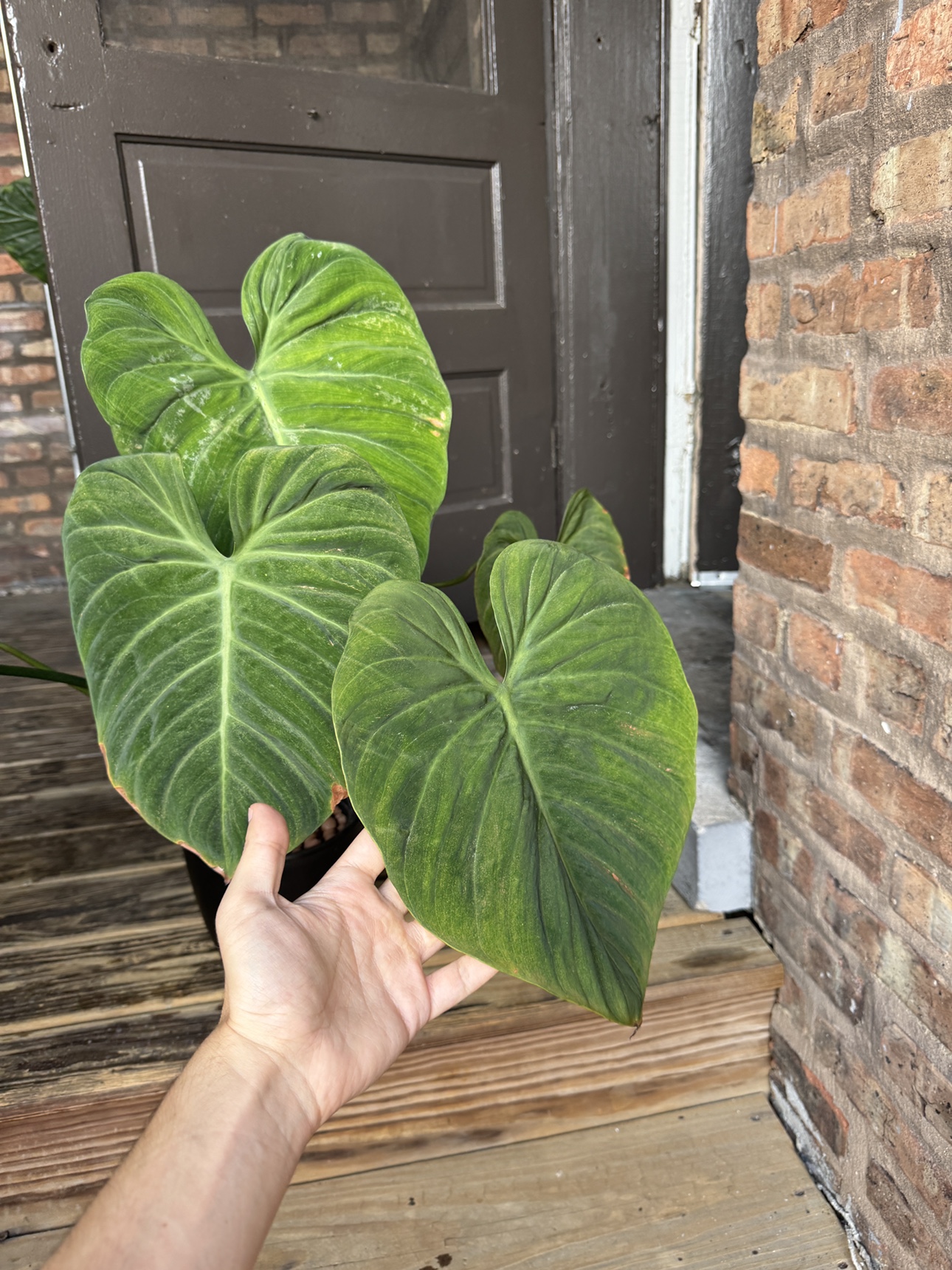 Extremely Large Philodendron El Choco Red - photo 4
