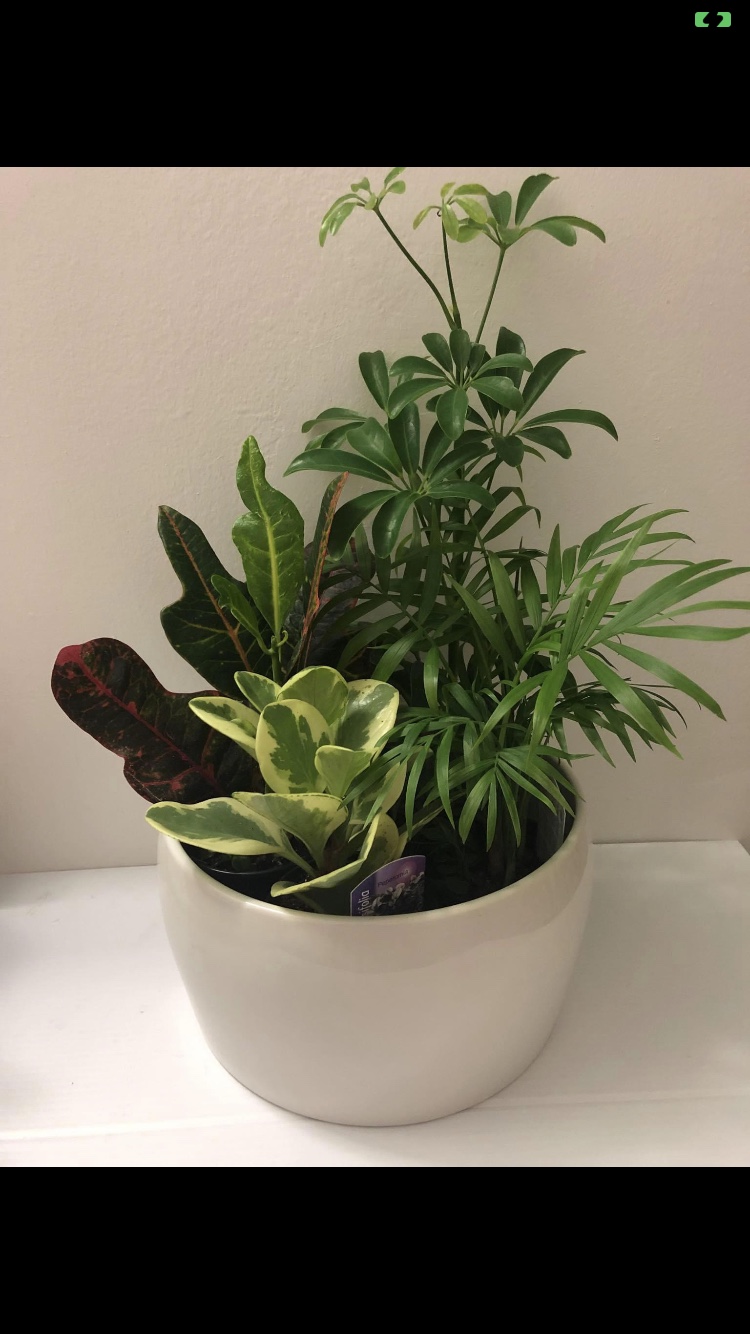 3.5” plant each $5, 5 for $20 thumbnail