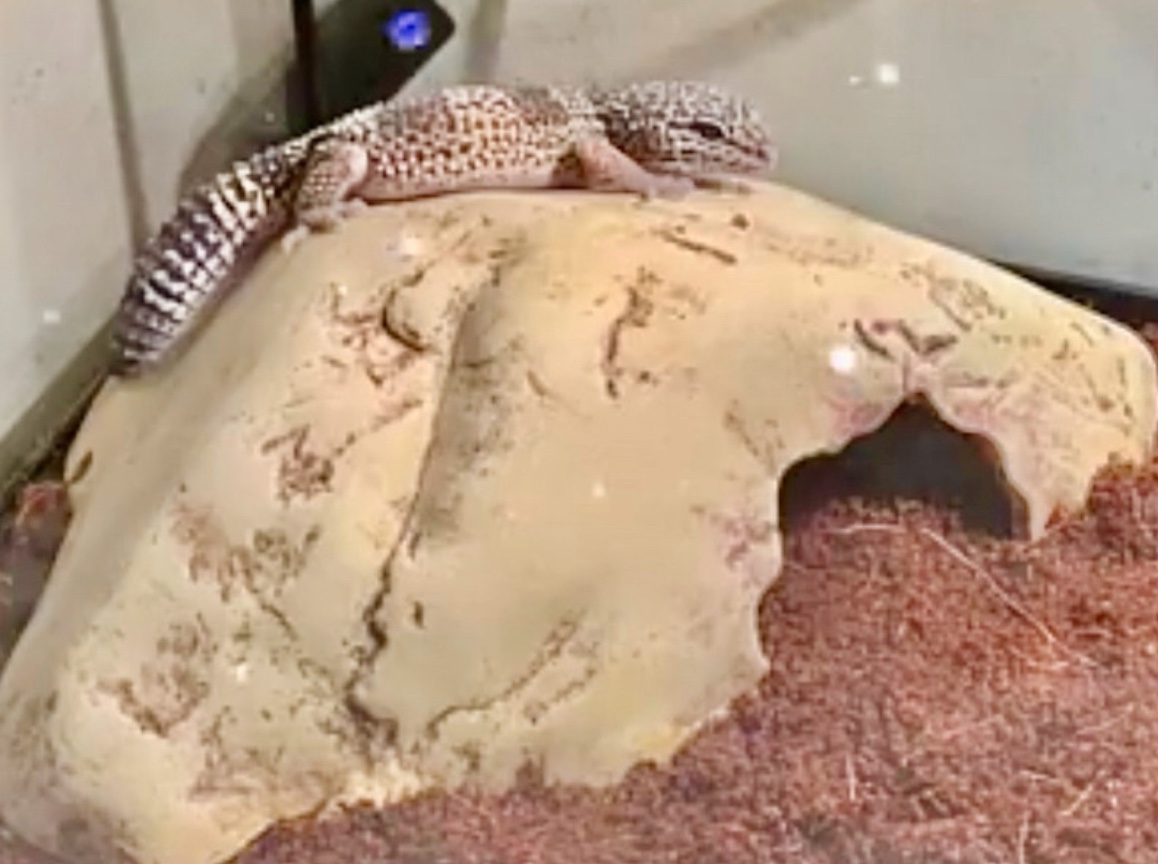 Leapord gecko