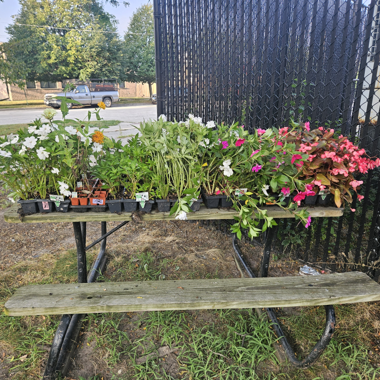 Free Flowers Plants