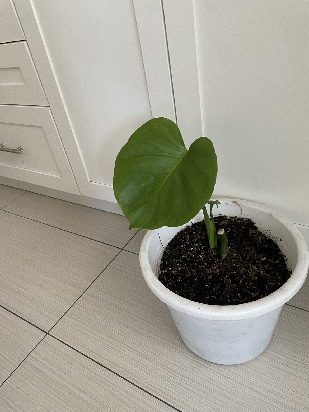 Monstera Deliciosa Cutting