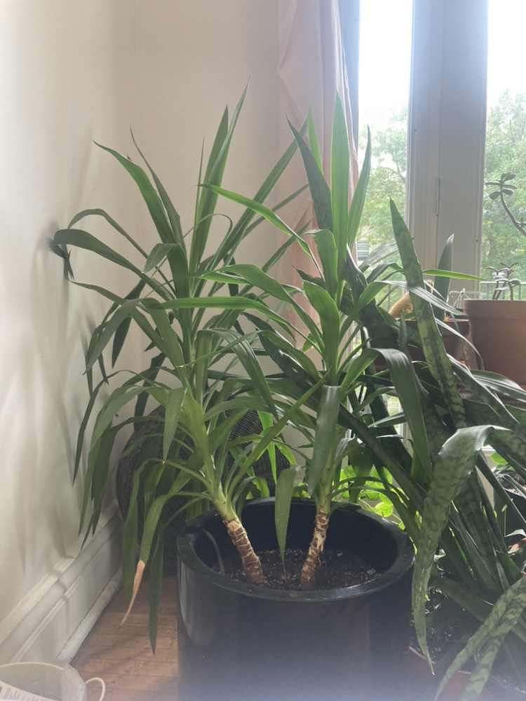 Yucca Plant in Black Pot thumbnail