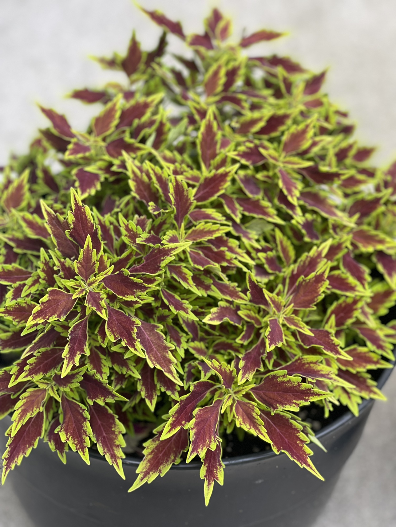 Big pot coleus plant image indicator(3)