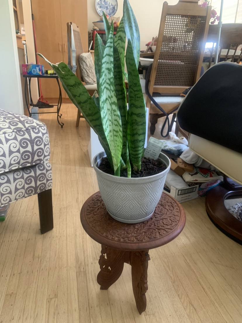 Intricately Carved Wooden Plant Stand - photo 2