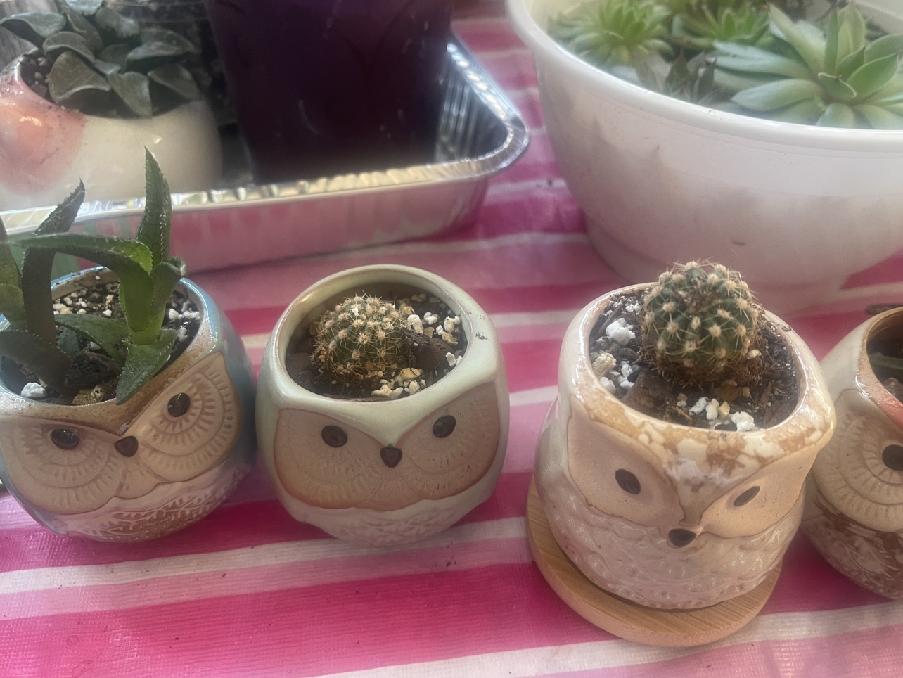 Owl planter collection 🥕 thumbnail