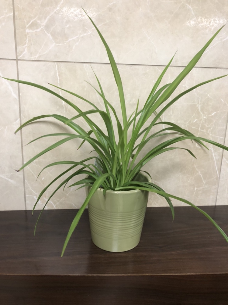Spider plant $5. Add cover pot $8 thumbnail