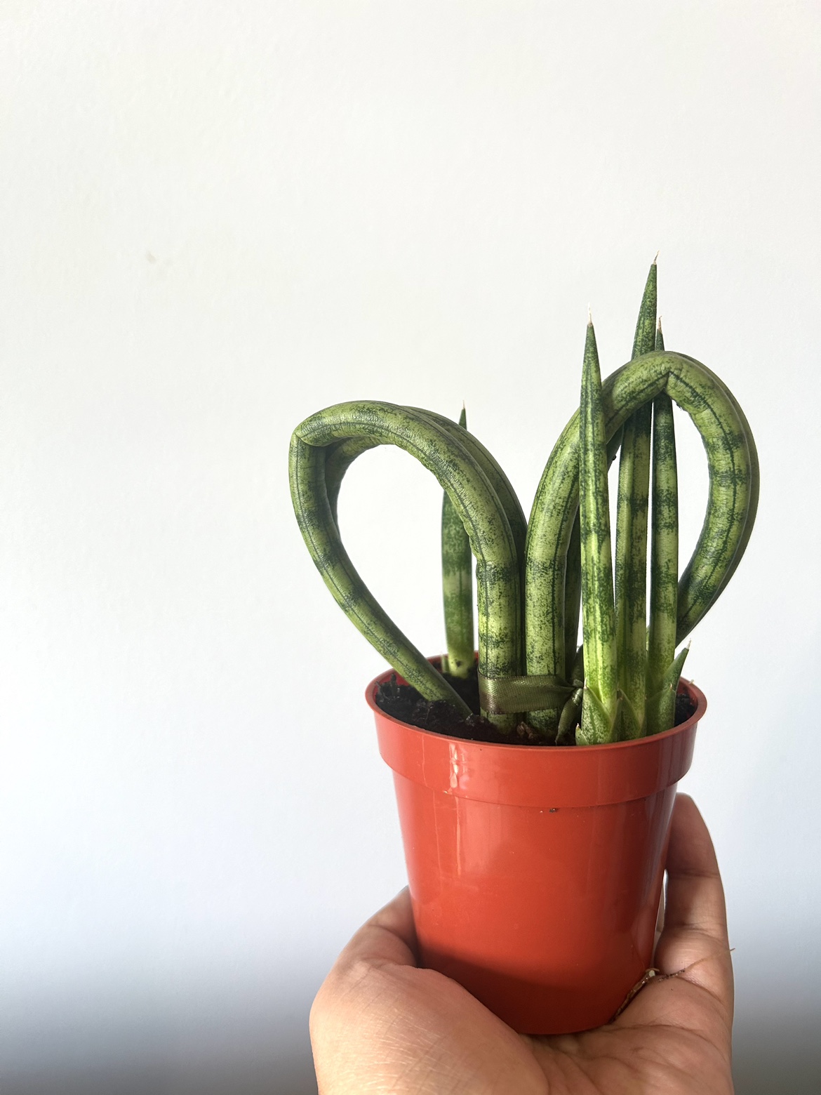 Mini Heart Snake Plant thumbnail