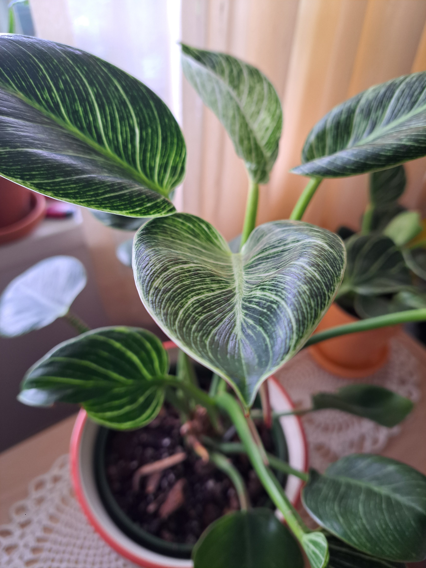 Philodendron Birkin