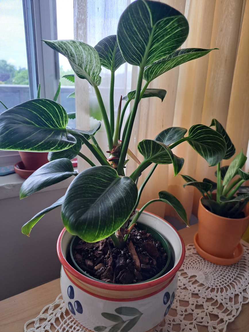 Philodendron Birkin - photo 2