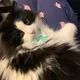 BB profile