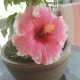 LilM profile