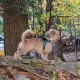 Tara profile