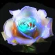 Rose profile