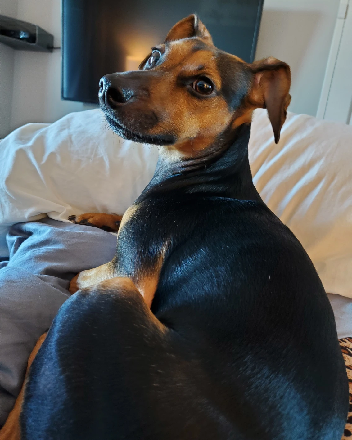 Pepper profile