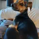 Pepper profile