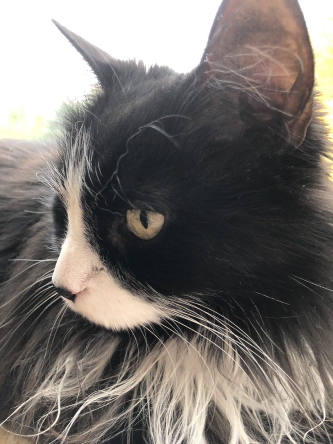 Sophia profile