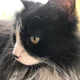 Sophia profile