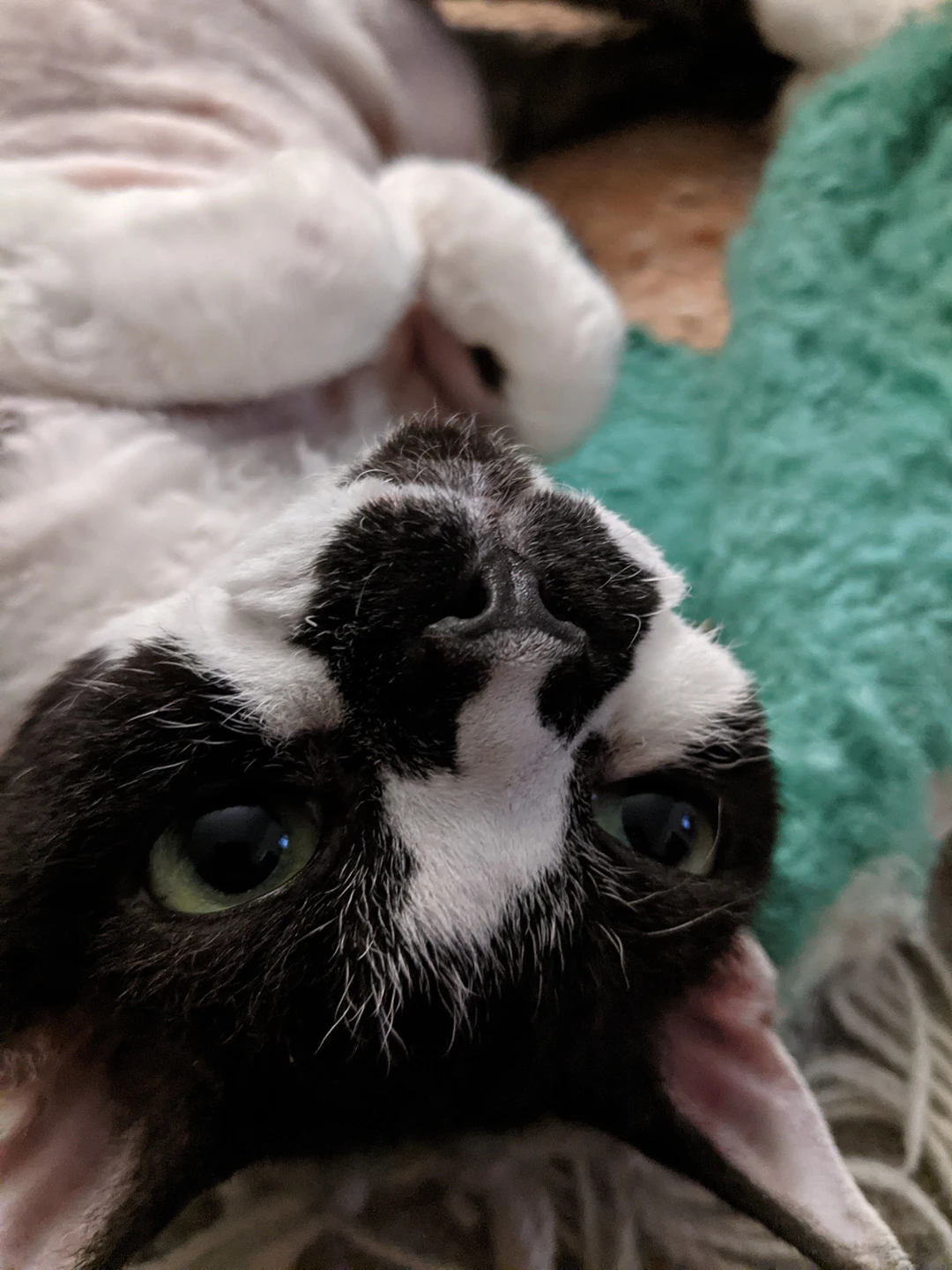 Lucy profile
