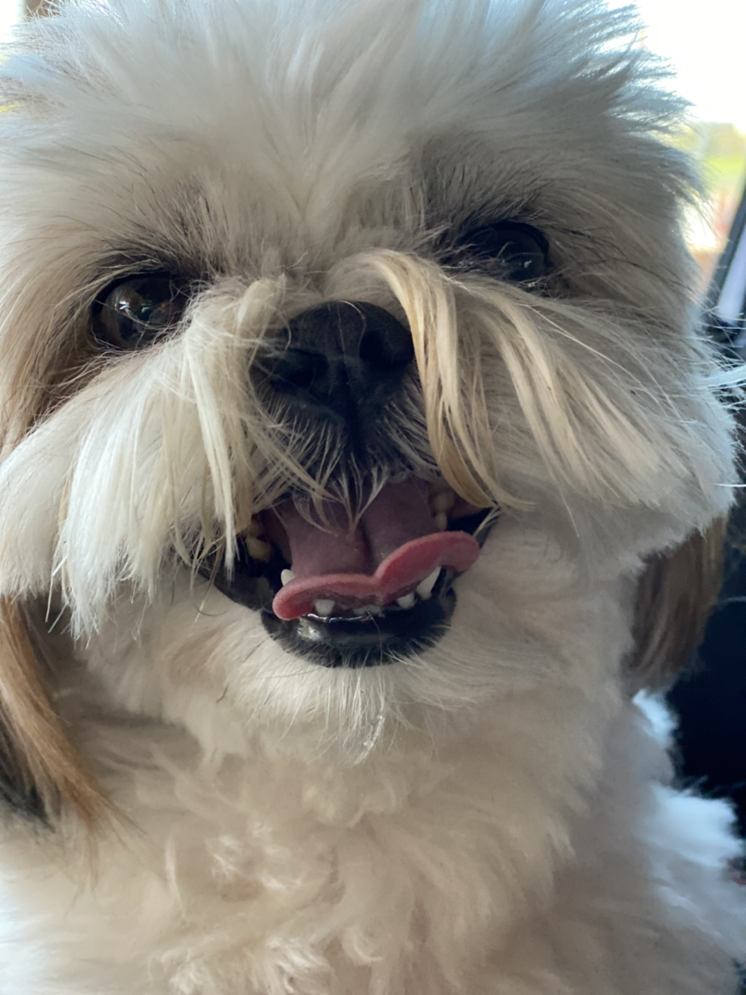 Tobi profile