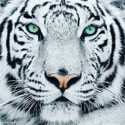 Tiger8282