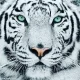 Tiger8282 profile