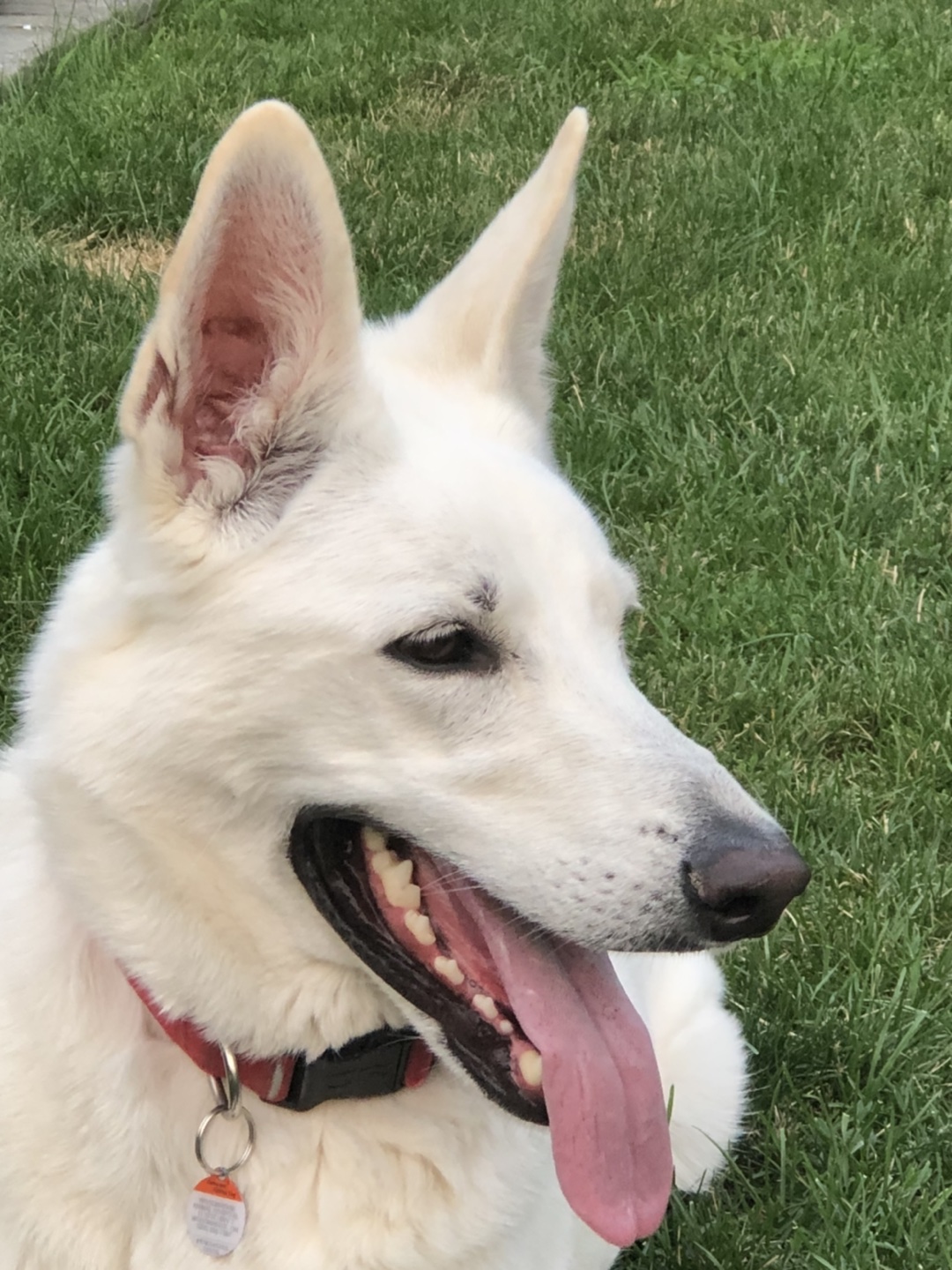 Sofie profile