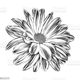 DaisyFlowers
