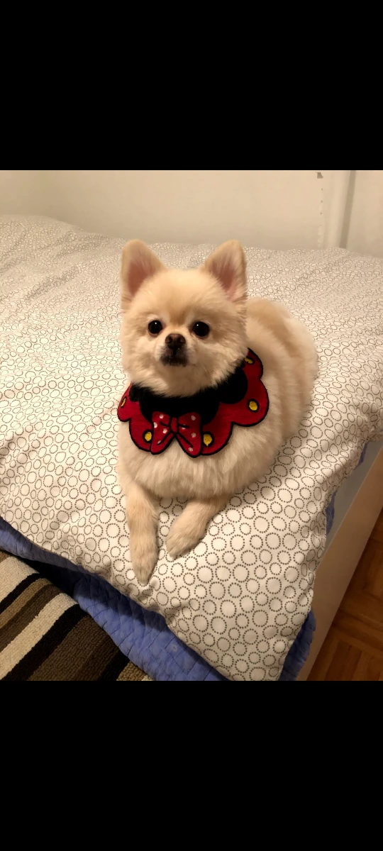 Ariel