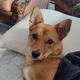 Adeline profile