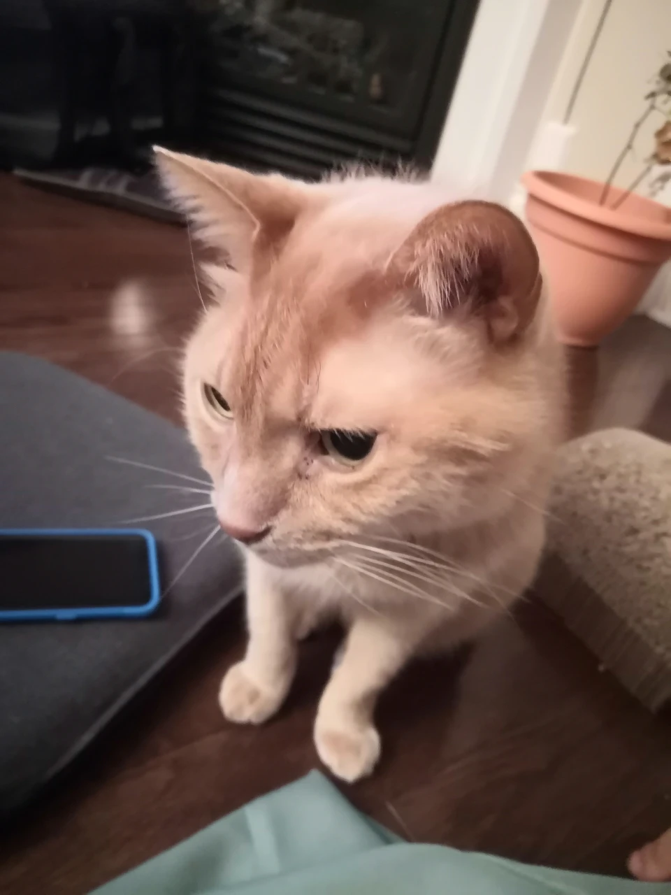 Bobo profile