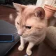 Bobo profile