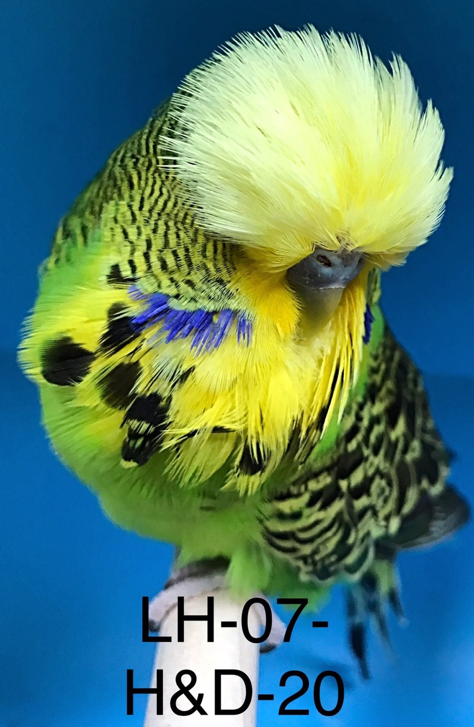 Budgielind profile