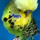 Budgielind profile