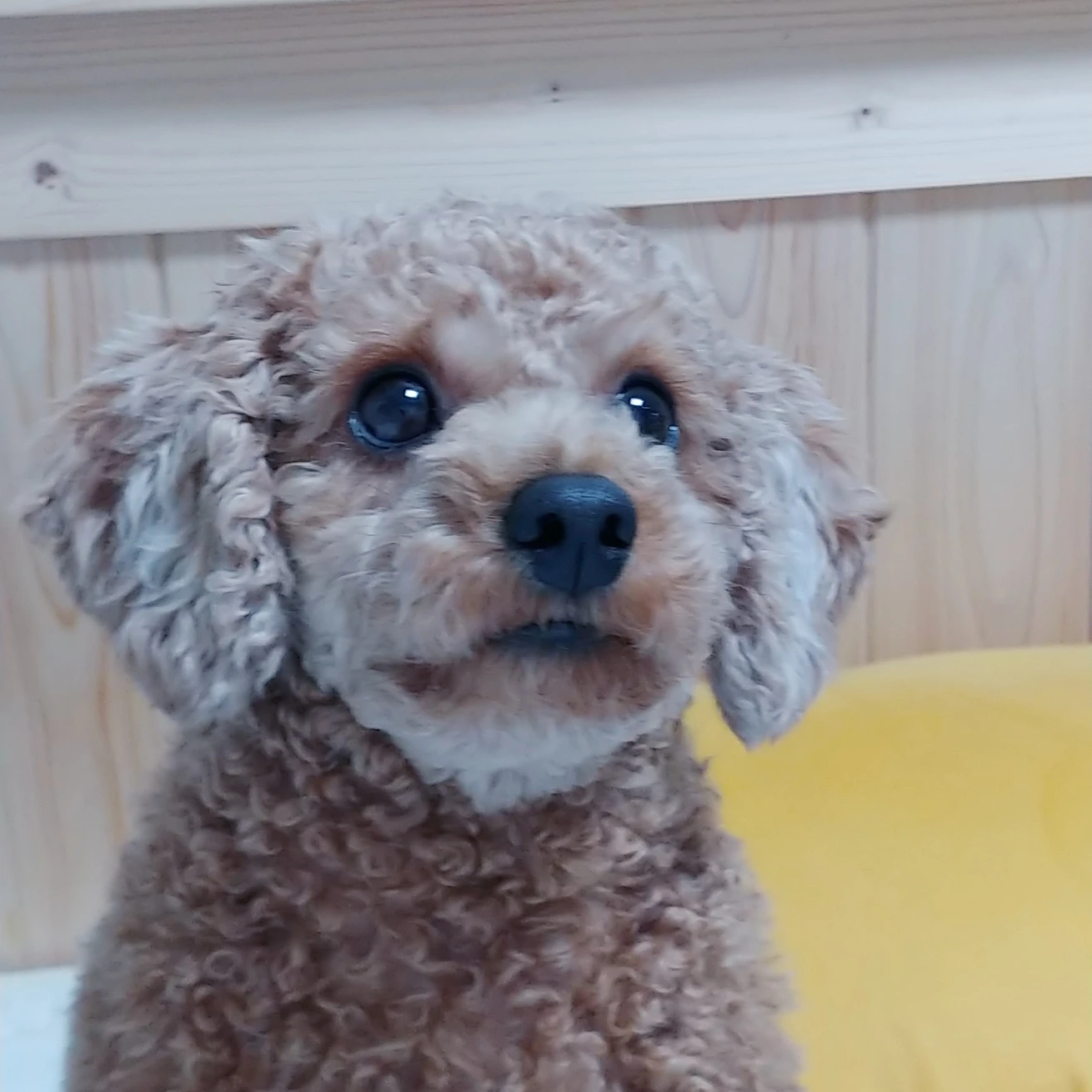 peanut profile
