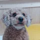 peanut profile