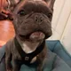 Archie profile