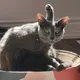 Loki profile