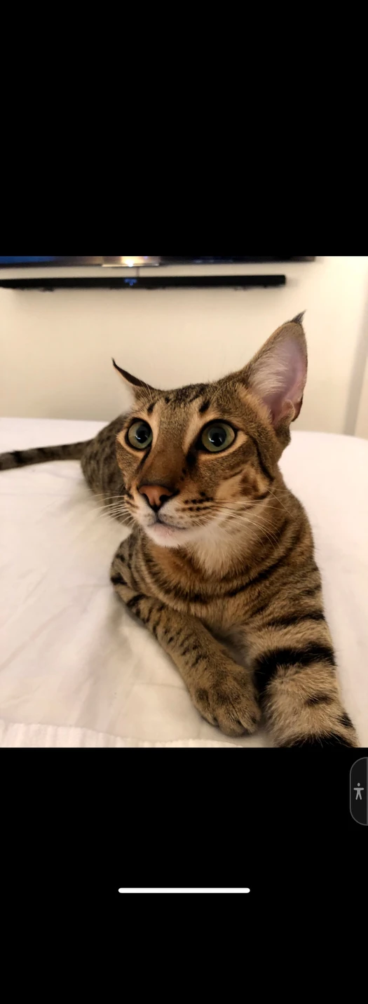 Andy profile