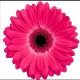 iflowah profile