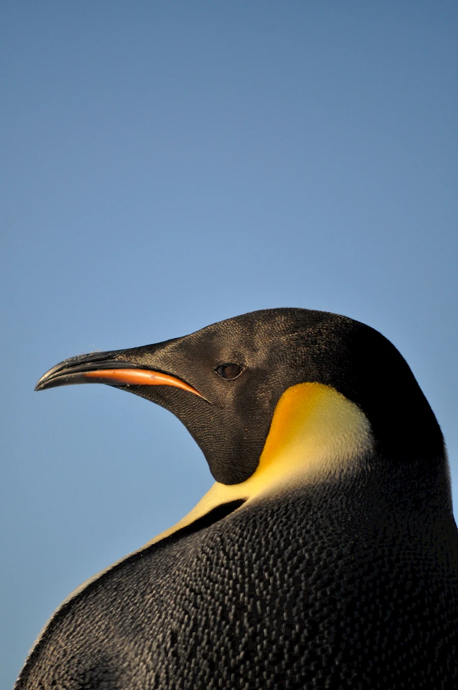 Mark profile