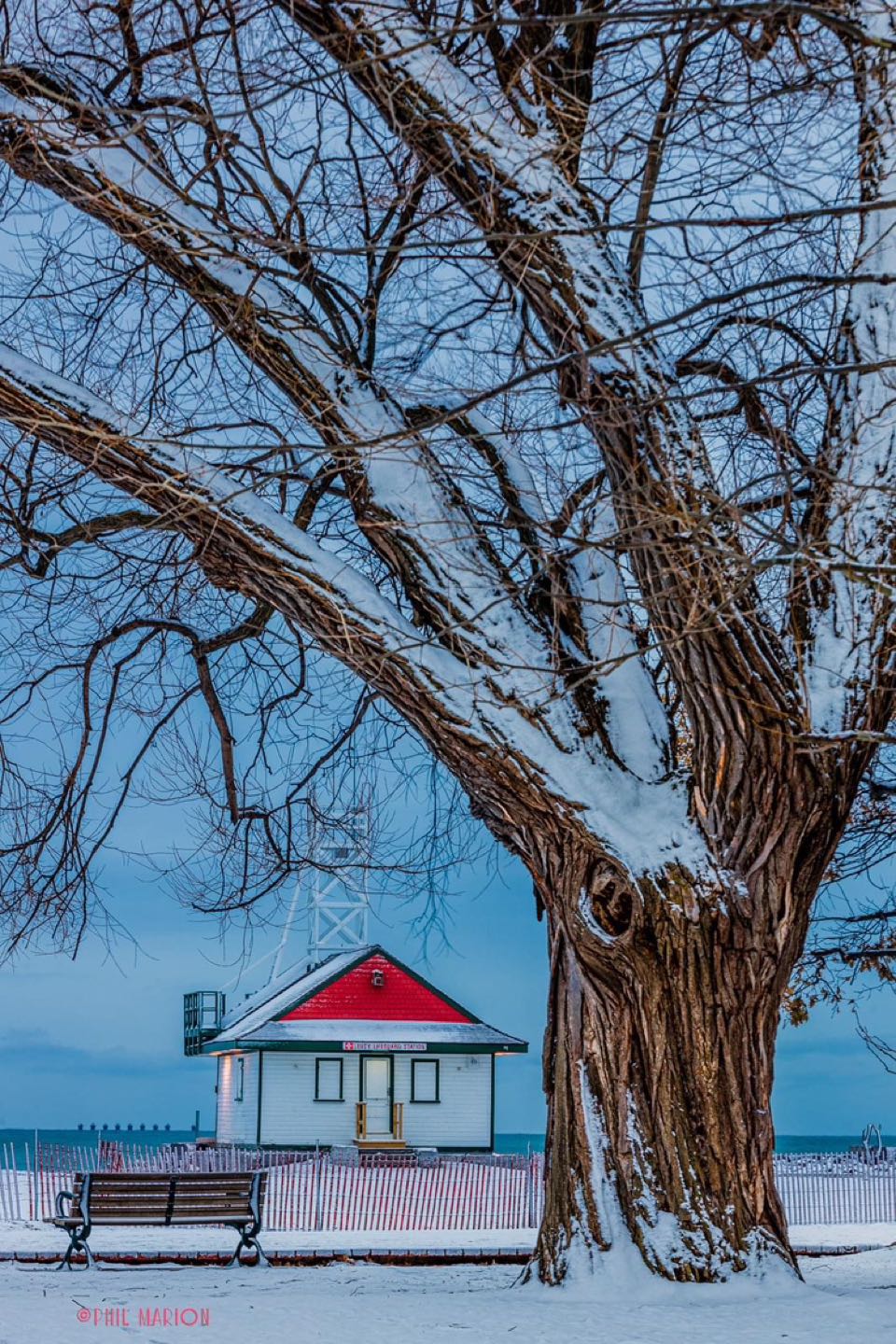 Sunshine Rose profile