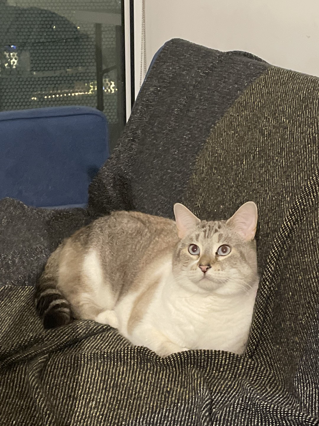 TJ profile