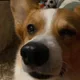 Zera profile