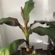 Coreen profile