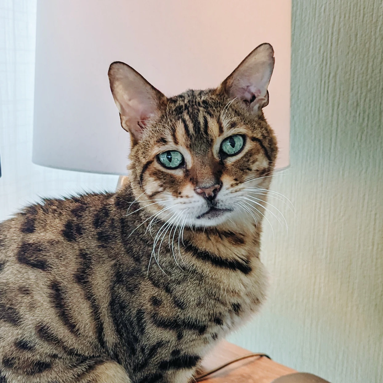 Vincent profile