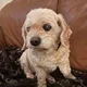 Sophia profile